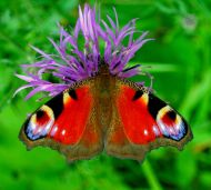 Michael Hanl   Tagpfauenauge